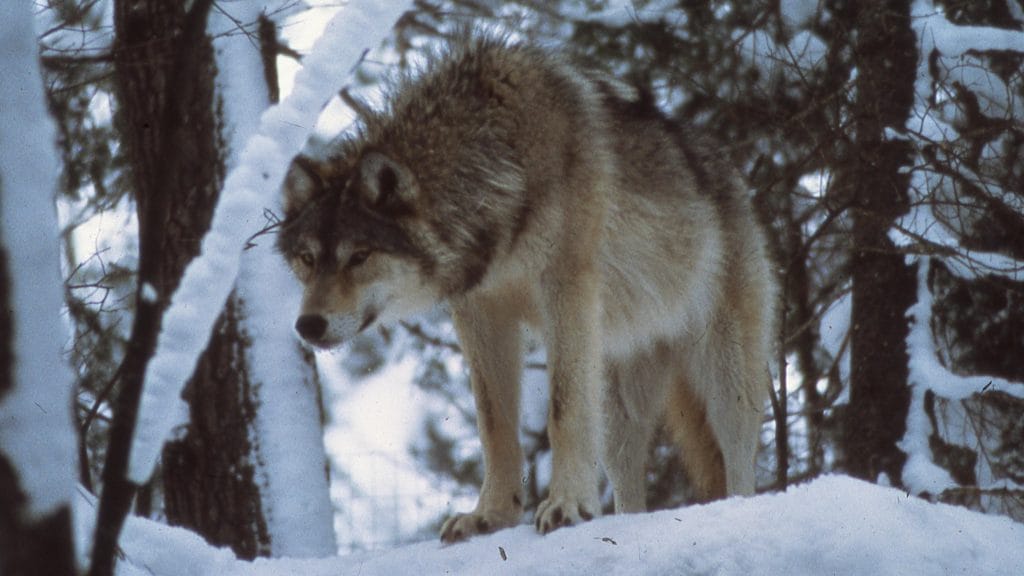 Isle Royale wolf (Photo courtesy National Park Service)