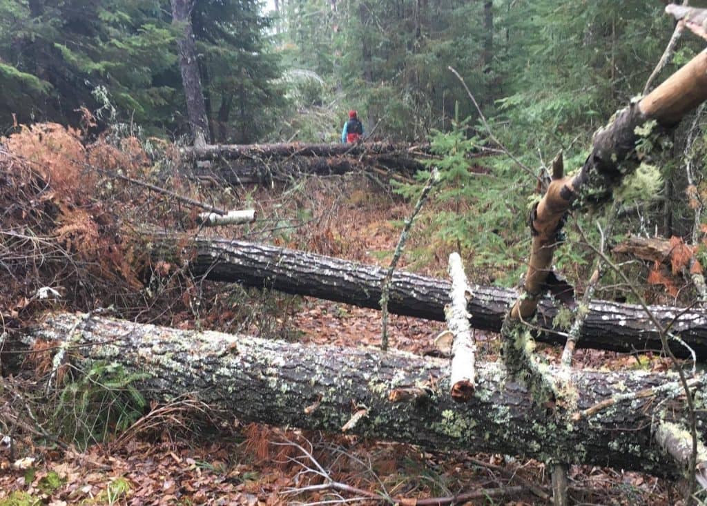 Blowdown damage on the Kekekabic Hiking Trail, November 2016