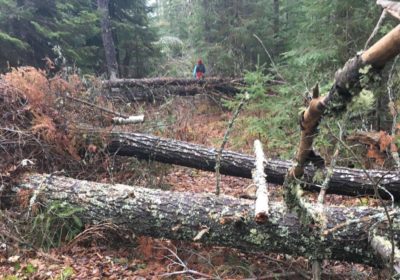 Blowdown damage on the Kekekabic Hiking Trail, November 2016