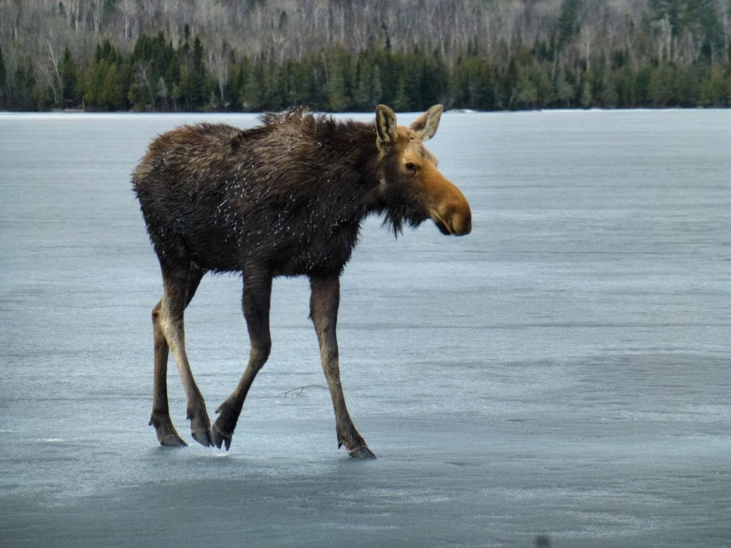 Moose on the ice.