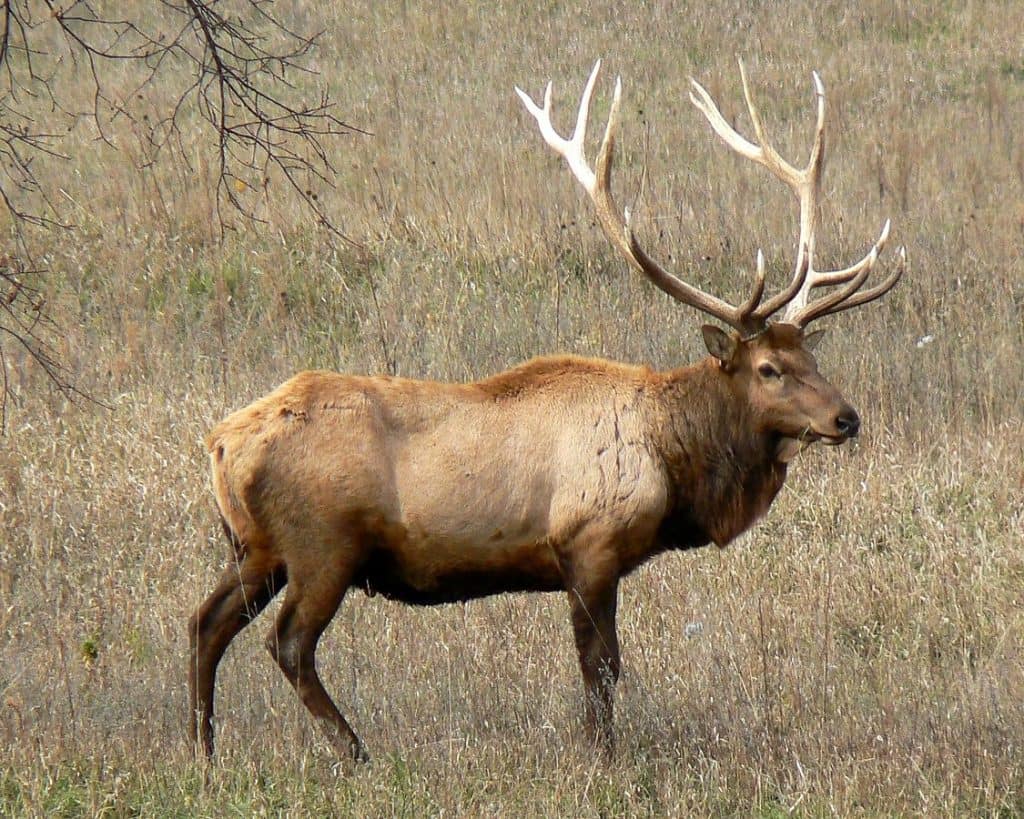 Rocky Mountain Elk in Nebraska. (Wikipedia, public domain)