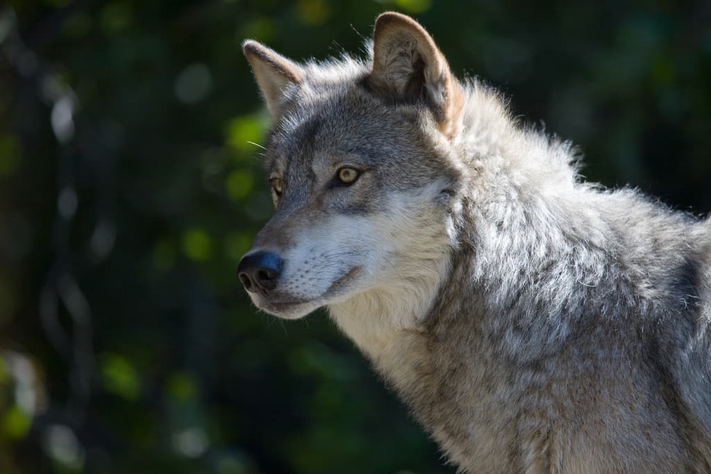 Gray wolf (Photo by dalliedee via Flickr)