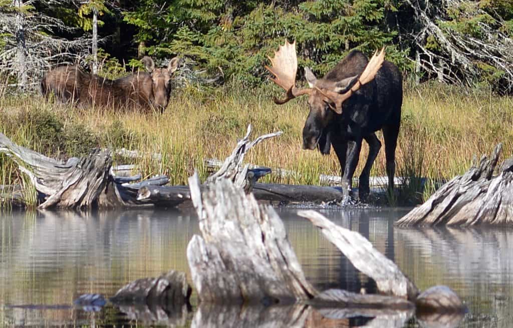 Female and male Moose (Alces alces) in Algonquin Provincial Park, Ontario, Canada. (Photo by Ryan Hodnett via Wikimedia)