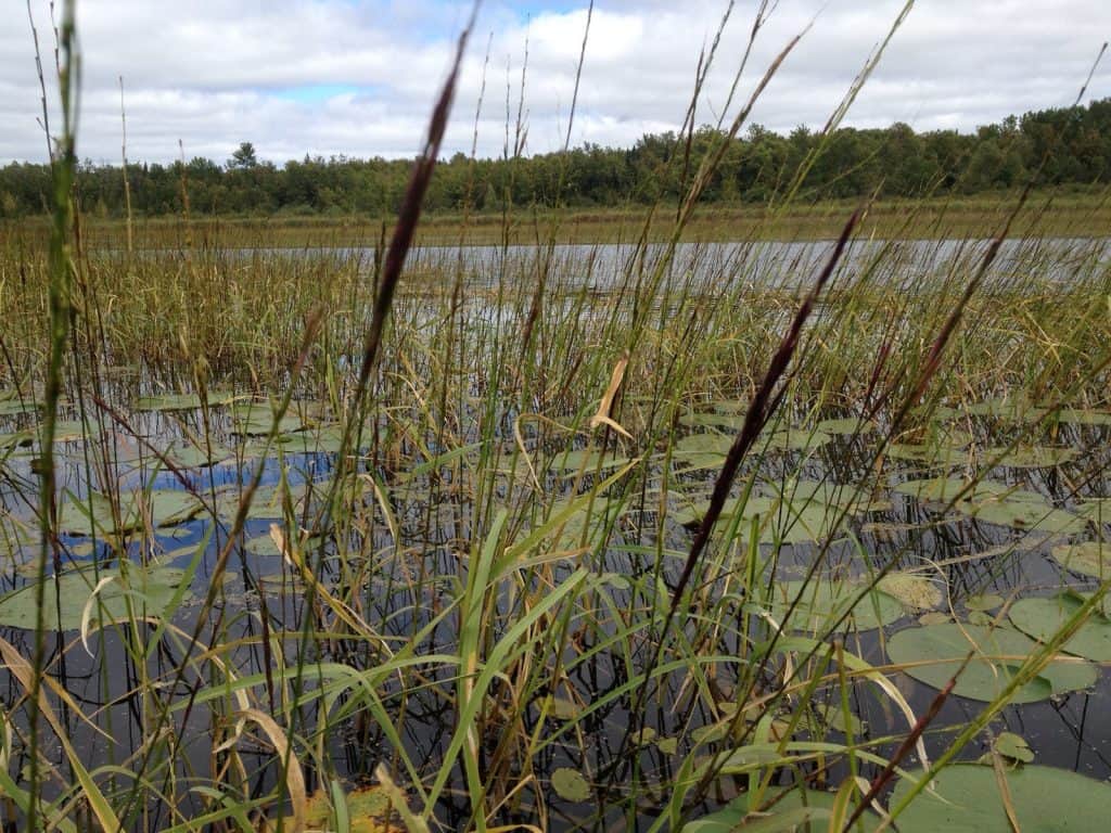 Wild rice, or manoomin (Photo courtesy MN Pollution Control Agency)