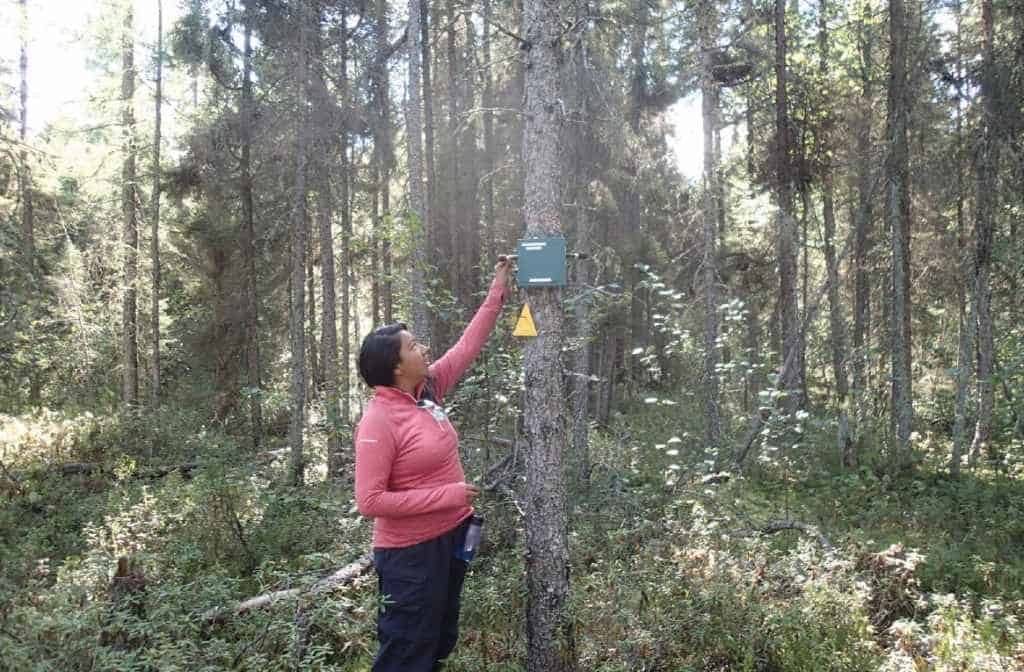 Jessica Atatise, Assistant Biologist from Lac La Croix First Nation, downloads data from a songbird meter to monitor long term trends in bird populations in Quetico Provincial Park. Photo by Brian Jackson.
