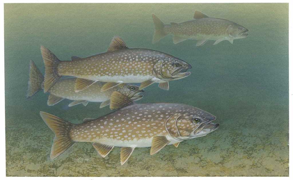 Lake trout, US Fish and Wildlife Service image