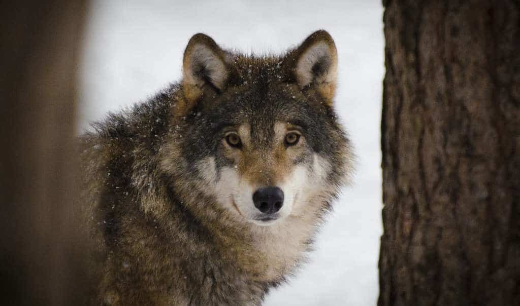 Gray wolf (Public domain photo)