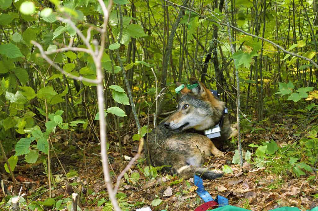Wolf V026, a two-year-old female collared in summer 2015. She was fitted with a GPS collar that could transmit locations every 20 minutes, allowing researchers to track movement and predation behavior. This photograph was taken as the wolf recovered from being sedated, which researchers did to put on the collar, collect samples, and take several measurements.
