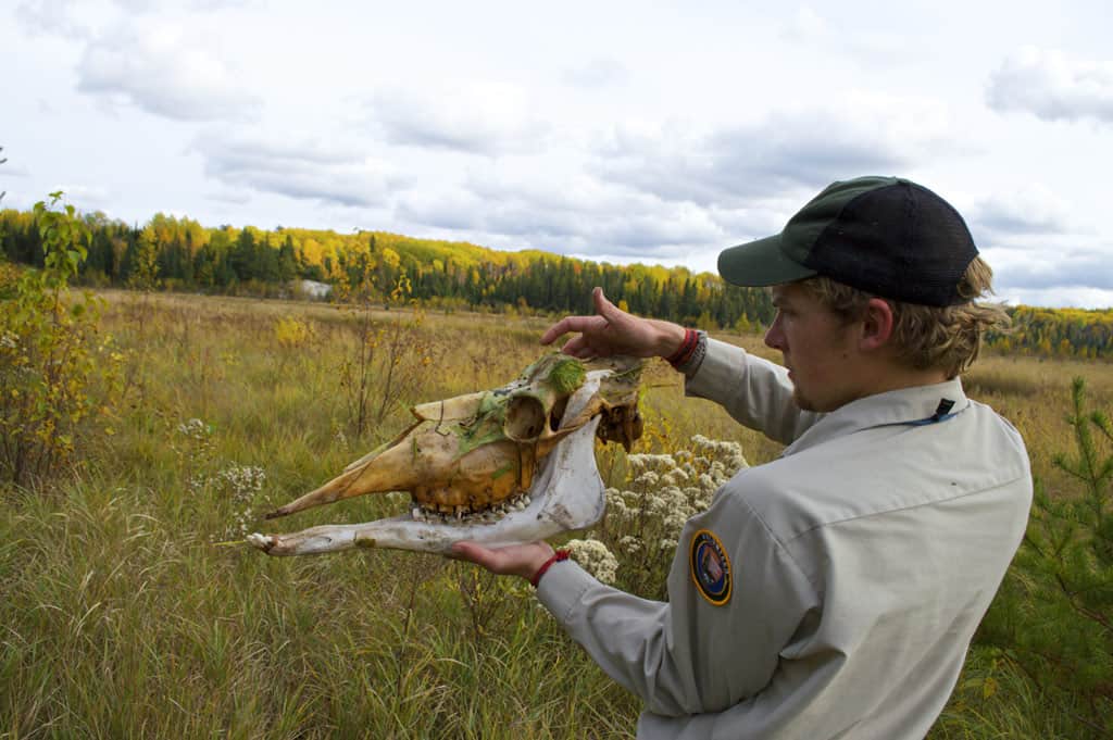 A moose skull found in late fall. Wolves had fed on the moose carcass, but the remains were too old to determine if the moose was killed by wolves or if the moose died of other causes before being consumed by wolves. The moose likely died in late spring. Pictured: Northern Michigan University graduate student Austin Homkes. Photo by Tom Gable. 