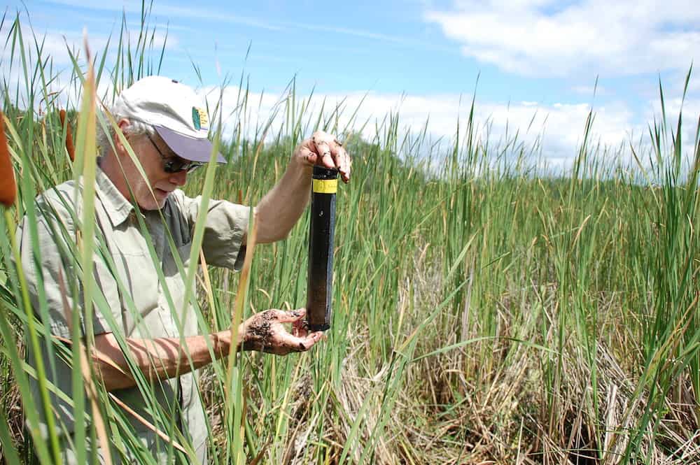 Dan Engstrom sampling sediments in a sulfate-enriched cattail-dominated wetland