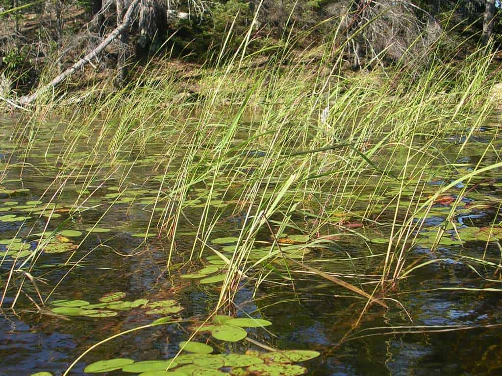 Wild rice stand along the North Kawishiwi River in the BWCAW (Photo by Dan Engstrom)