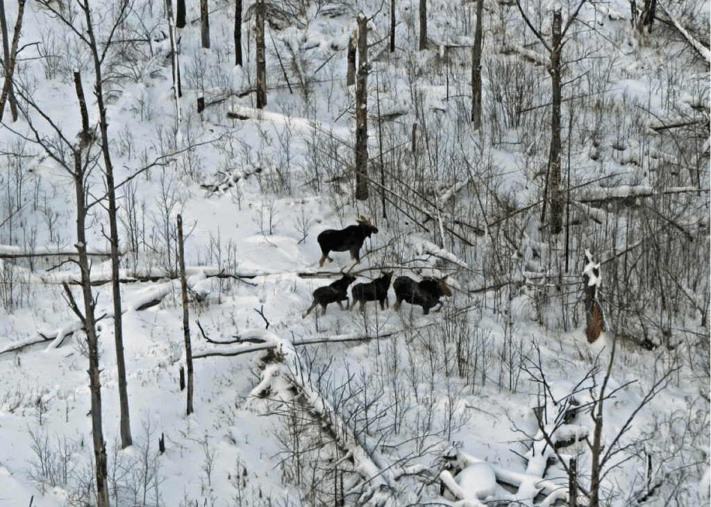 A moose cow with two calves and a young buck in the Pagami Creek Fire area. (Photo courtesy Mike Schrage, Fond du Lac Resource Management Division)
