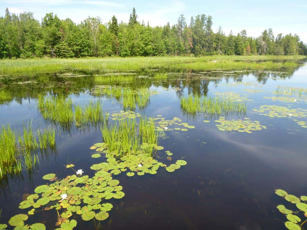 Once cattails have been removed, native vegetation grows back. Voyageurs National Park biologists are developing policies to maintain these restored wetlands. Photo courtesy Voyageurs National Park. 