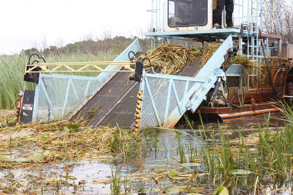Voyageurs National Park staff use a harvester to collect cattail debris and transport it to shore to decompose. Photo courtesy Voyageurs National Park. 