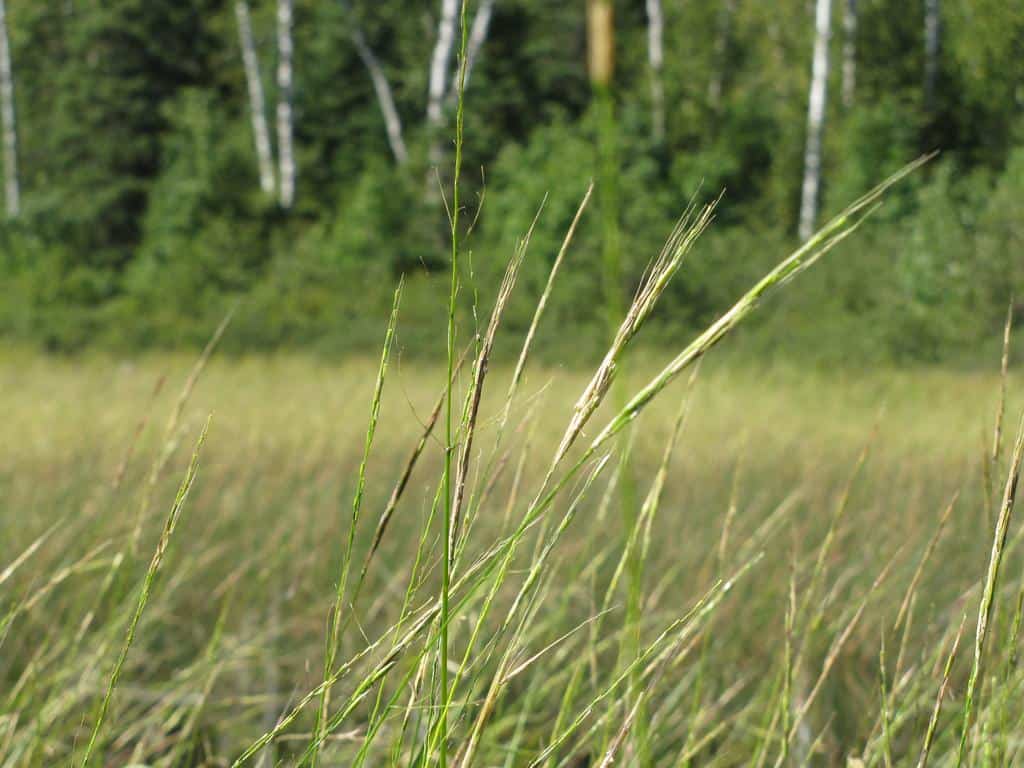 Wild Rice (Photo: Superior National Forest)