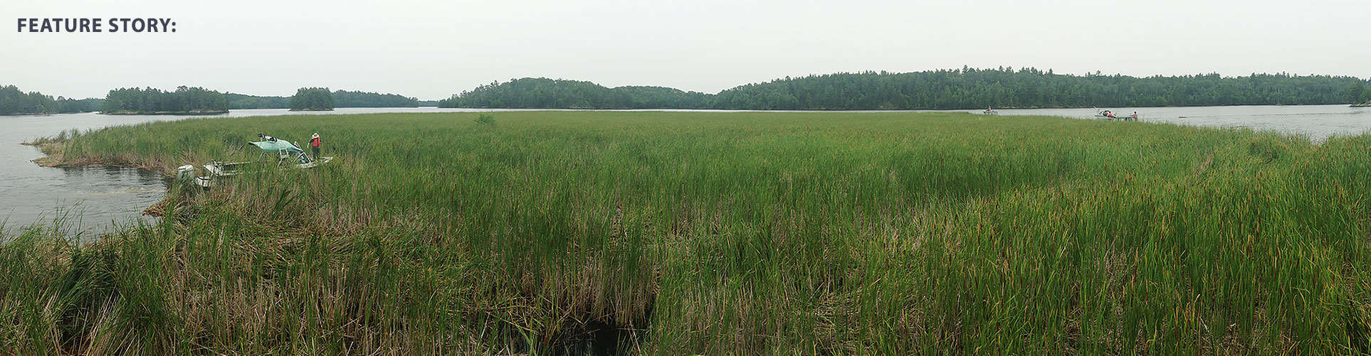 A large mass of floating cattails in Voyageurs National Park. Park biologists are developing new policies to deal with these "islands" and restore native wetlands. Photo courtesy Voyageurs National Park.
