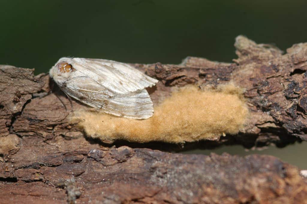 A female Gypsy Moth lays hundreds of eggs and covers them with hairs from her body. (Wisconsin Department of Natural Resources)