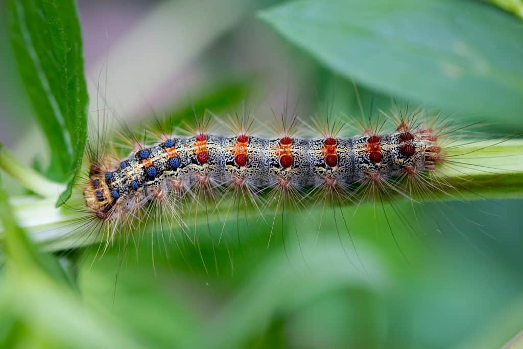 Gypsy Moth caterpillar (Photo by echoe69 via Flickr)