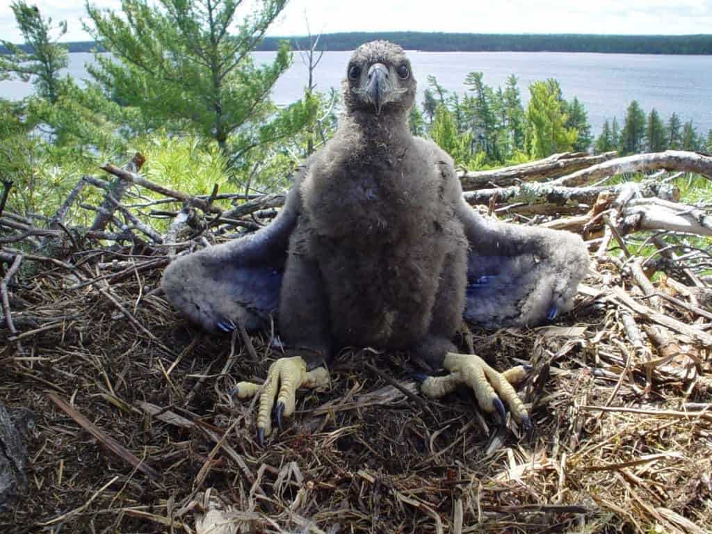 A bald eagle chick on a nest at Voyageurs National Park (Teryl Grubb, USFWS, courtesy UW-Madison)