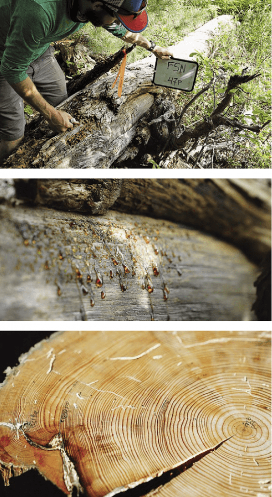 From top: Lane Johnson documents a peel scar sample that still shows the resin Ojibwe people gathered from such scars. Dendrochronology, the study of tree rings, allows scientists to precisely date peel scar samples. Photos by Evan Larson.