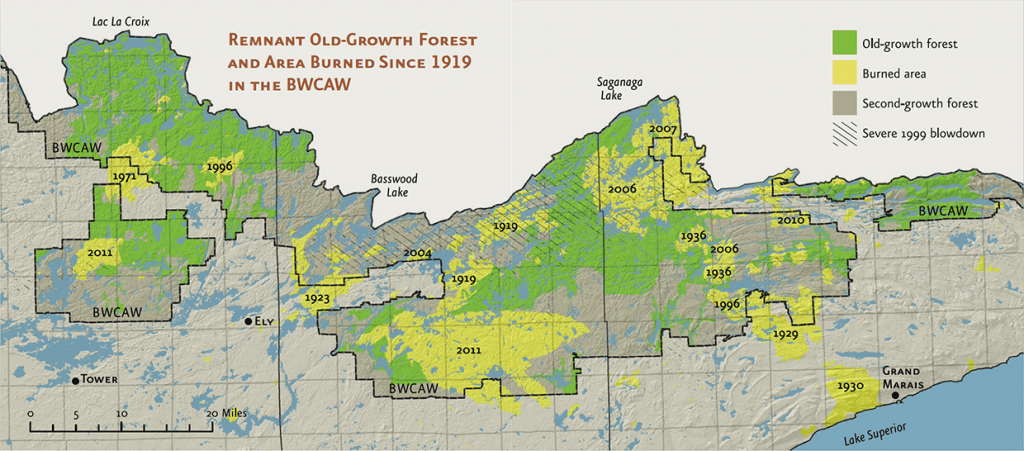 This map shows where visitors to the Boundary Waters Canoe Area Wilderness can expect to encounter old-growth forest that is at least 120 years old and predates 19th- and 20th-century logging. In other areas they will find secondgrowth forest, some of which has been disturbed by more recent fires or wind events, including the 1999 blowdown. Before European settlers arrived in the region, Ojibwe people selectively set smaller, more frequent fires to clear land for encampments and trails and to promote growth of beneficial plants. This also promoted the growth of scenic stands of large pines. Created by University of Minnesota researcher Lane Johnson, the map is based on information from Miron “Bud” Heinselman, the U.S. Forest Service, and the Minnesota Department of Natural Resources.