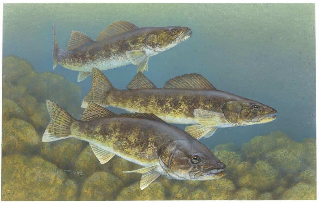 Walleye (Painting by Timothy Knepp, U.S. Fish and Wildlife Service)