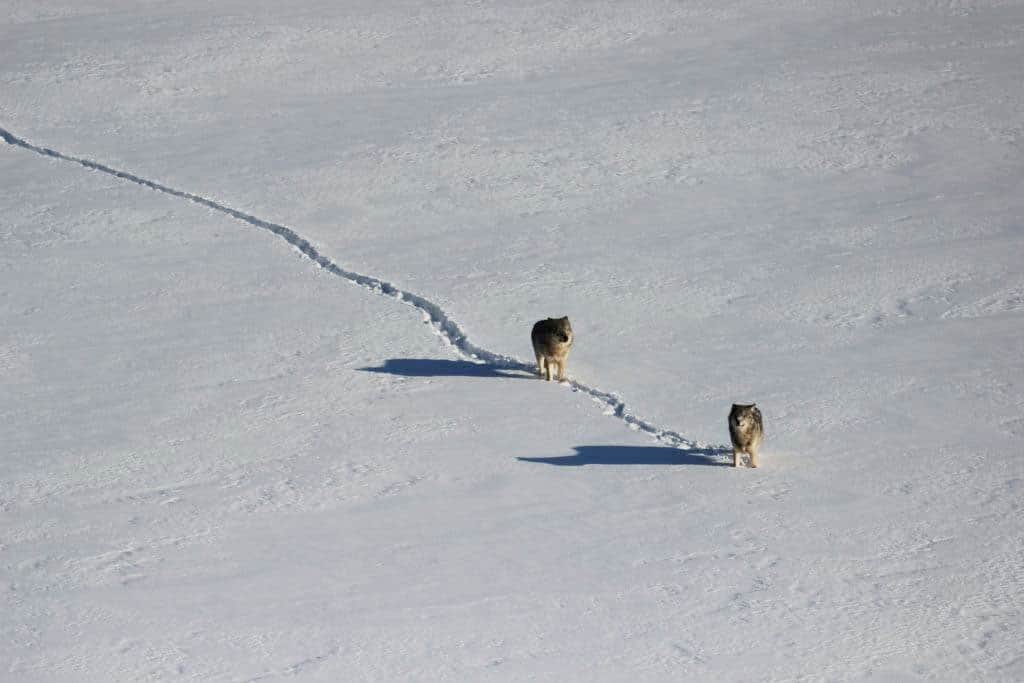 Two wolves walk across frozen ice at Isle Royale. (Photo by Rolf Peterson, courtesy Isle Royale National Park)