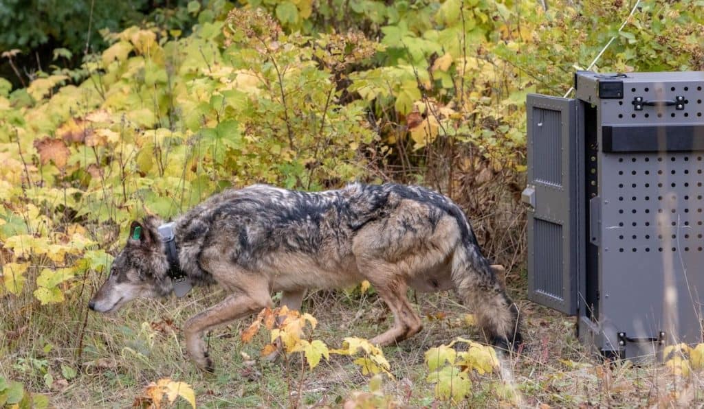 The third relocated wolf walks from her crate on Tuesday, Oct. 2. (Photo: NPS/Jim Peaco)