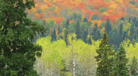 Photo Gallery: Fall Colors in Quetico Superior Country