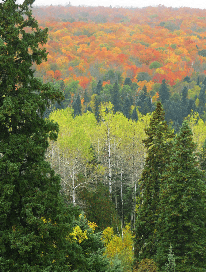 Fall colors from the Sawbill Trail Overlook. Photo courtesy Superior National Forest.