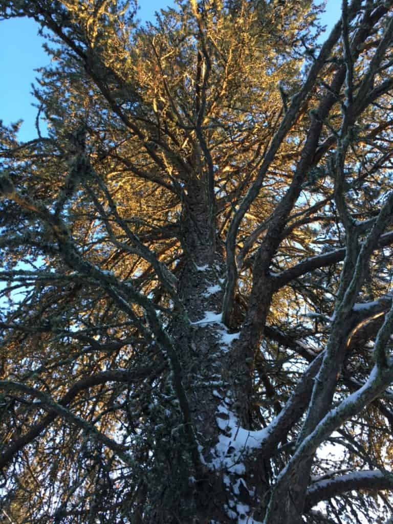 Champion jack pine (Photo by Tom Gable)