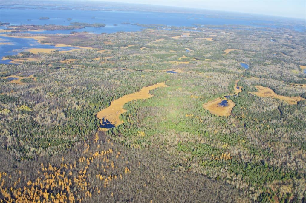 The impact beavers have had on Voyageurs National Park is unmistakable when seeing the park from the air. Because beavers are so abundant in the park, wolves in the park rely heavily on beavers during the summer.