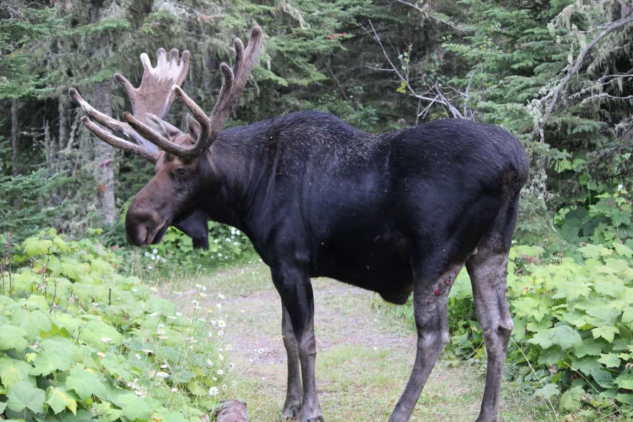 Researchers will track Isle Royale moose movements for first time in