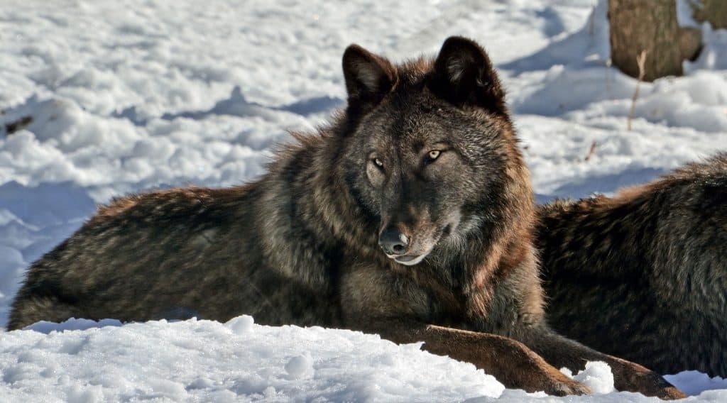 Interior Department Plans To Remove Wolves From Federal Protection Quetico Superior Wilderness News
