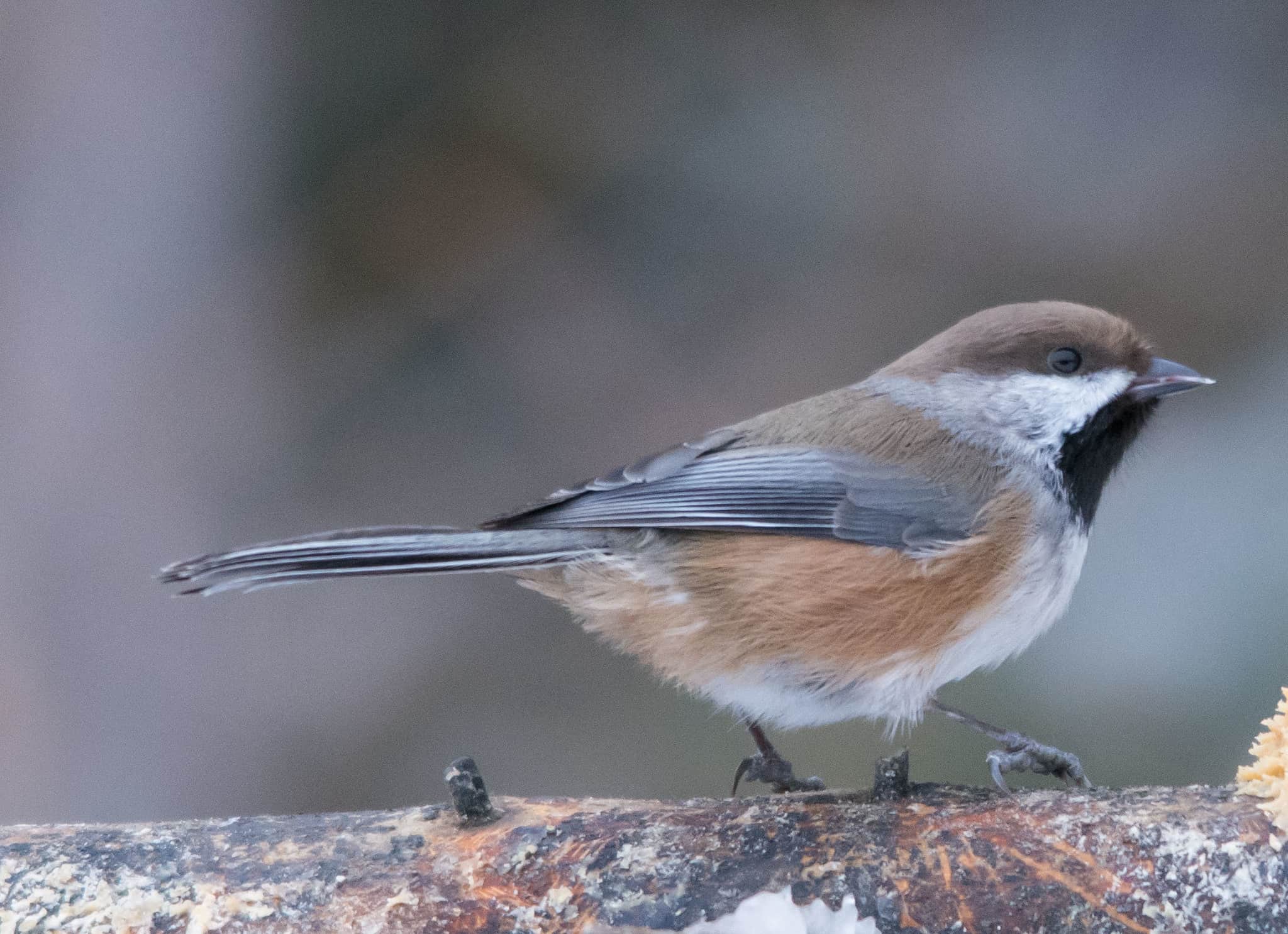 Scientists hang 500 birdhouses in Sax-Zim Bog to study boreal