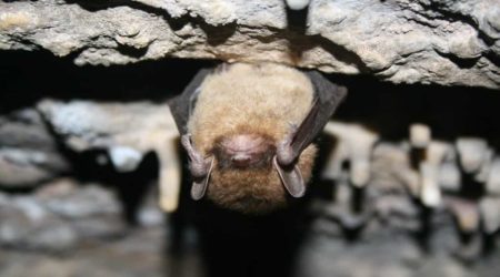 Bat surveys help Quetico assess population of insect-eaters and prepare for disease