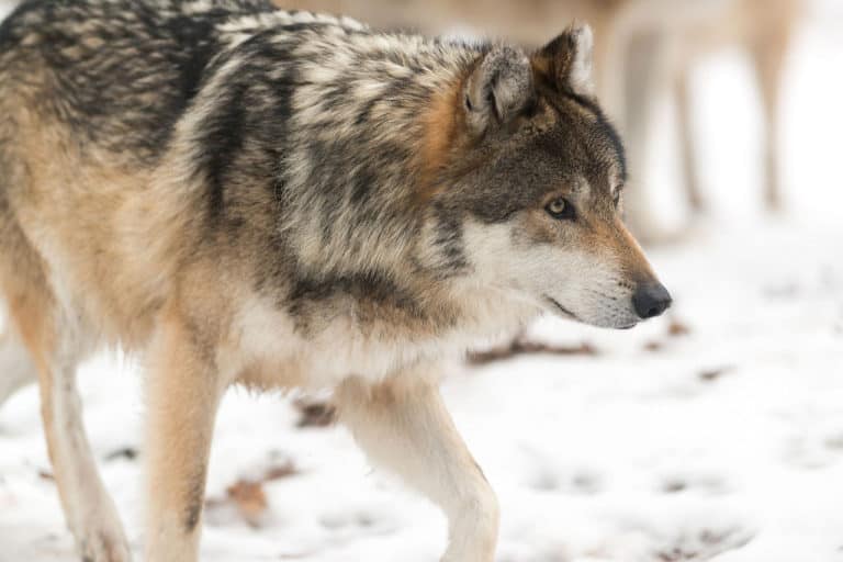 Isle Royale wolf reintroduction moves forward despite doubts and ...
