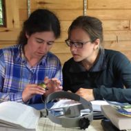 New bird banding efforts to help reveal regional trends in avian populations