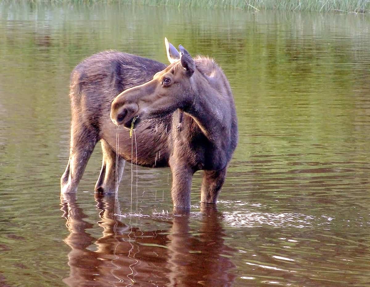 michigan-legislators-propose-moose-hunting-on-isle-royale-quetico