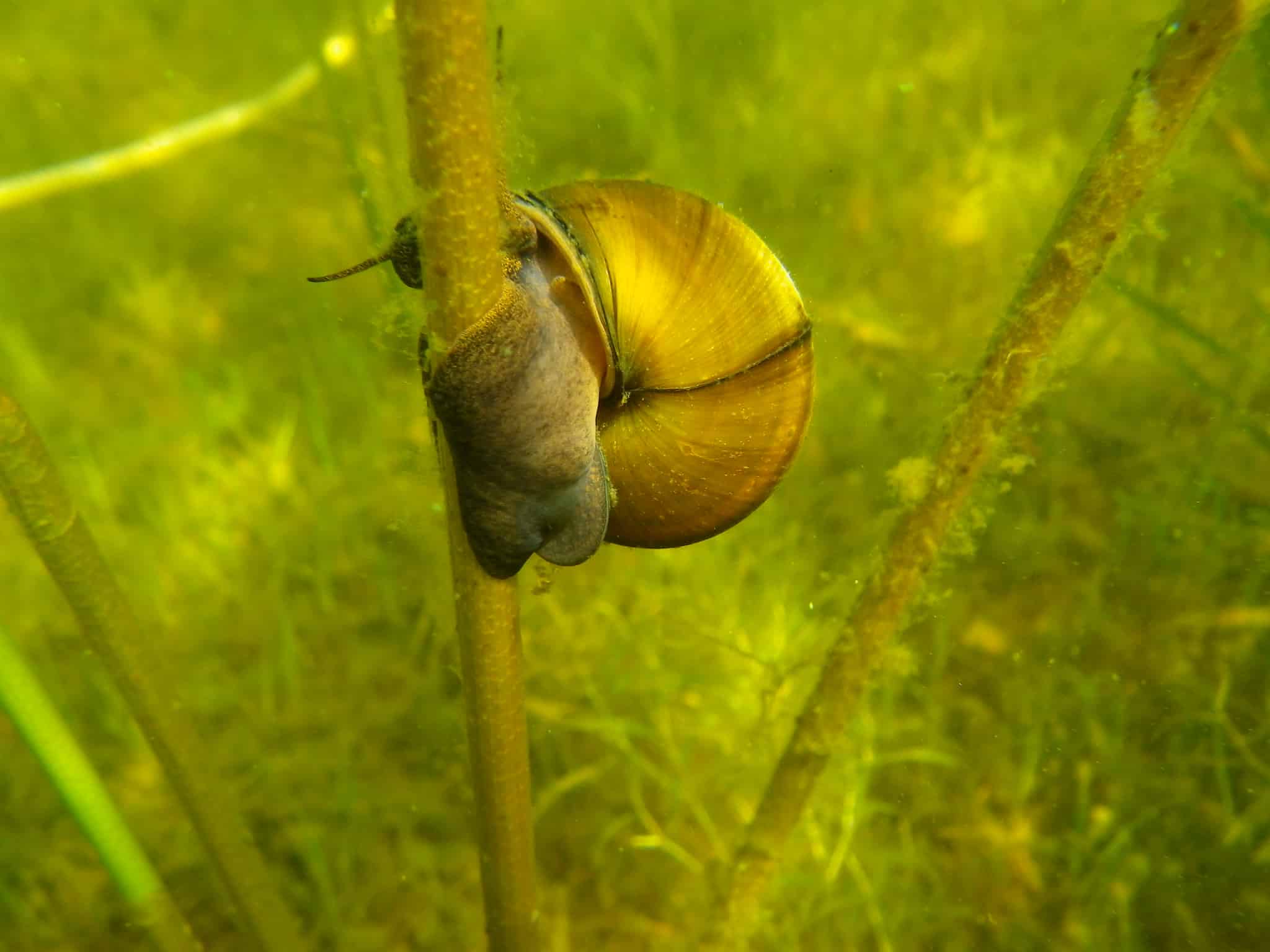 Nonnative snail species found for first time in Voyageurs National Park Quetico Superior