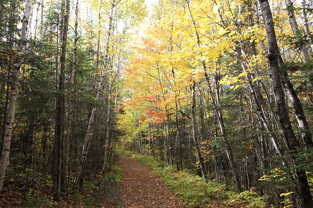 IMG_6088 | Quetico Superior Wilderness News