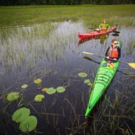 Restoring a River – The Minnesota Land Trust partners on restoration projects in the St. Louis River Estuary