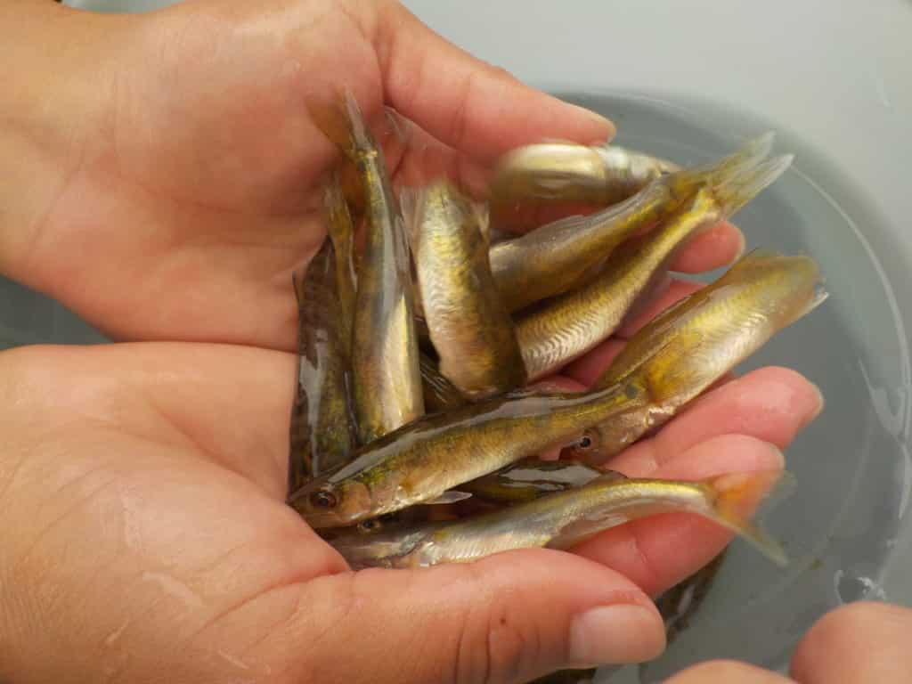 Two invasive species in Minnesota lakes appear to cause slower walleye