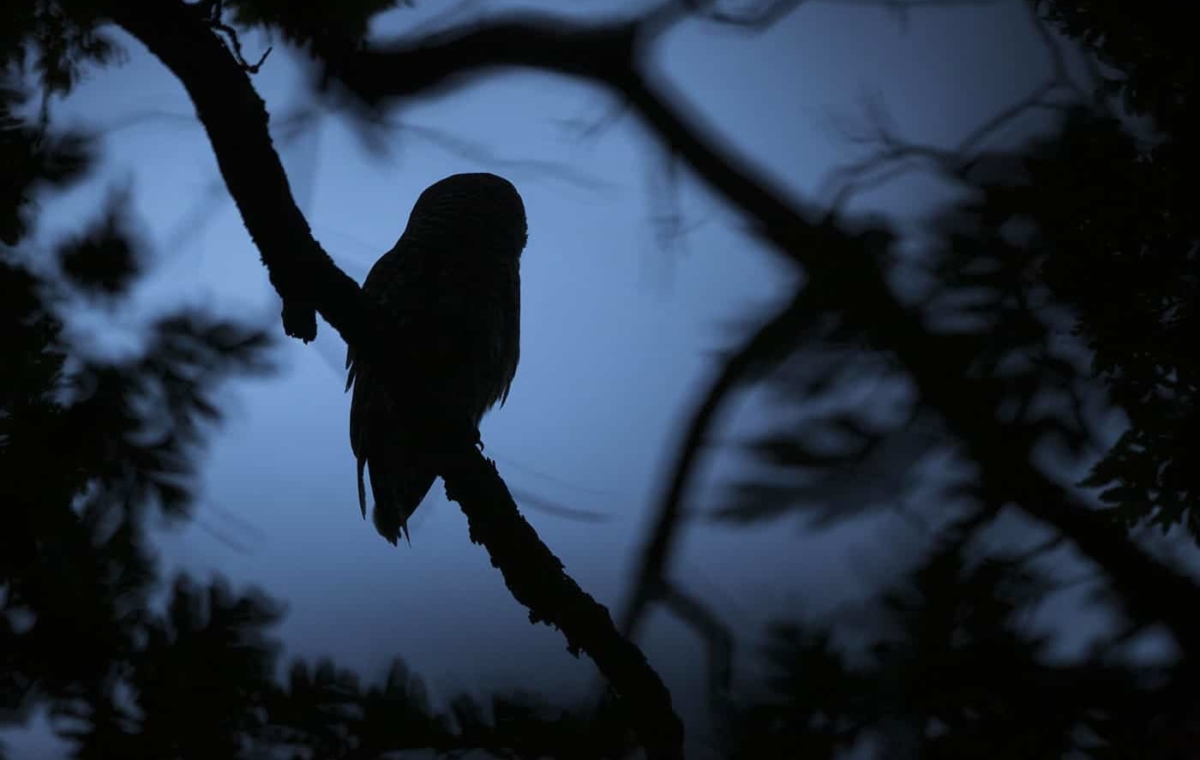 benjaminolson-03-barred-owlet-following-at-twlight