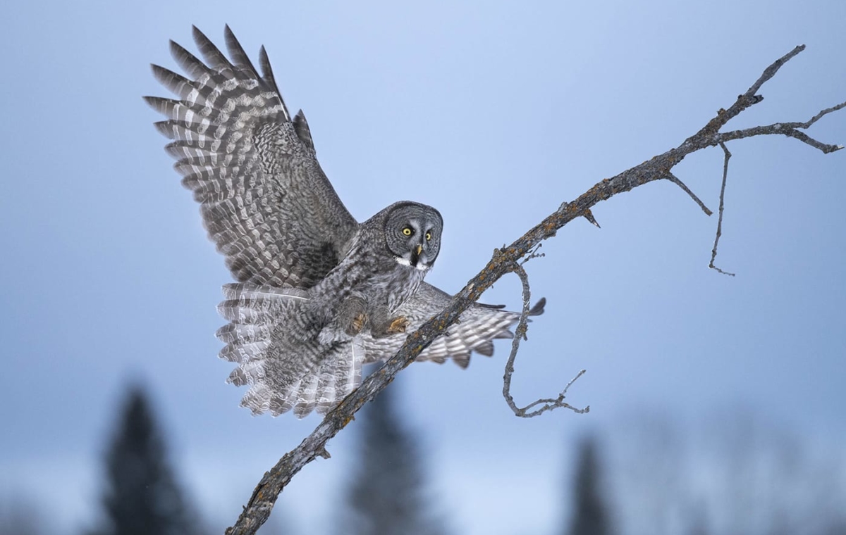 benjaminolson-04-great-gray-owl-landing