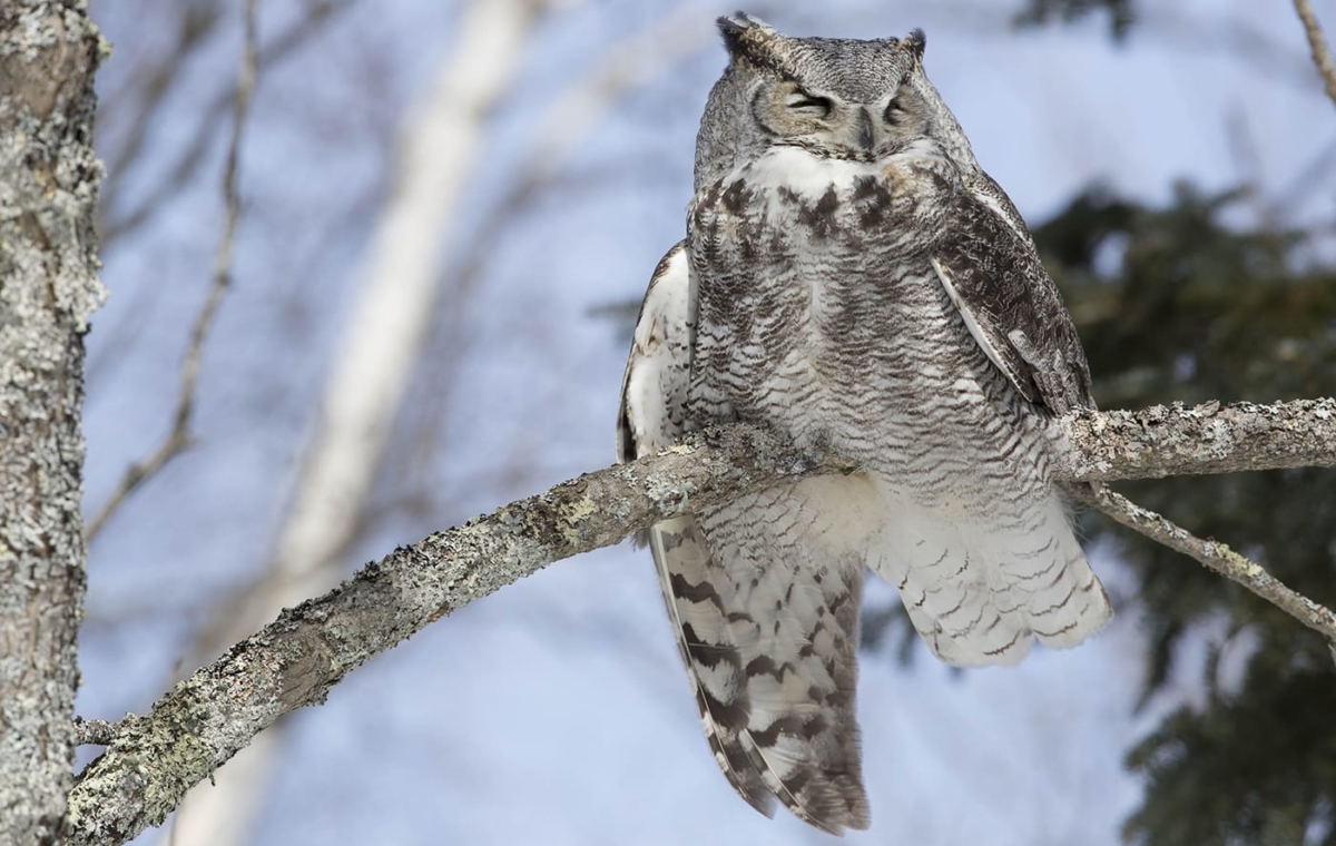 benjaminolson-08-great-horned-owl-with-injured-wing