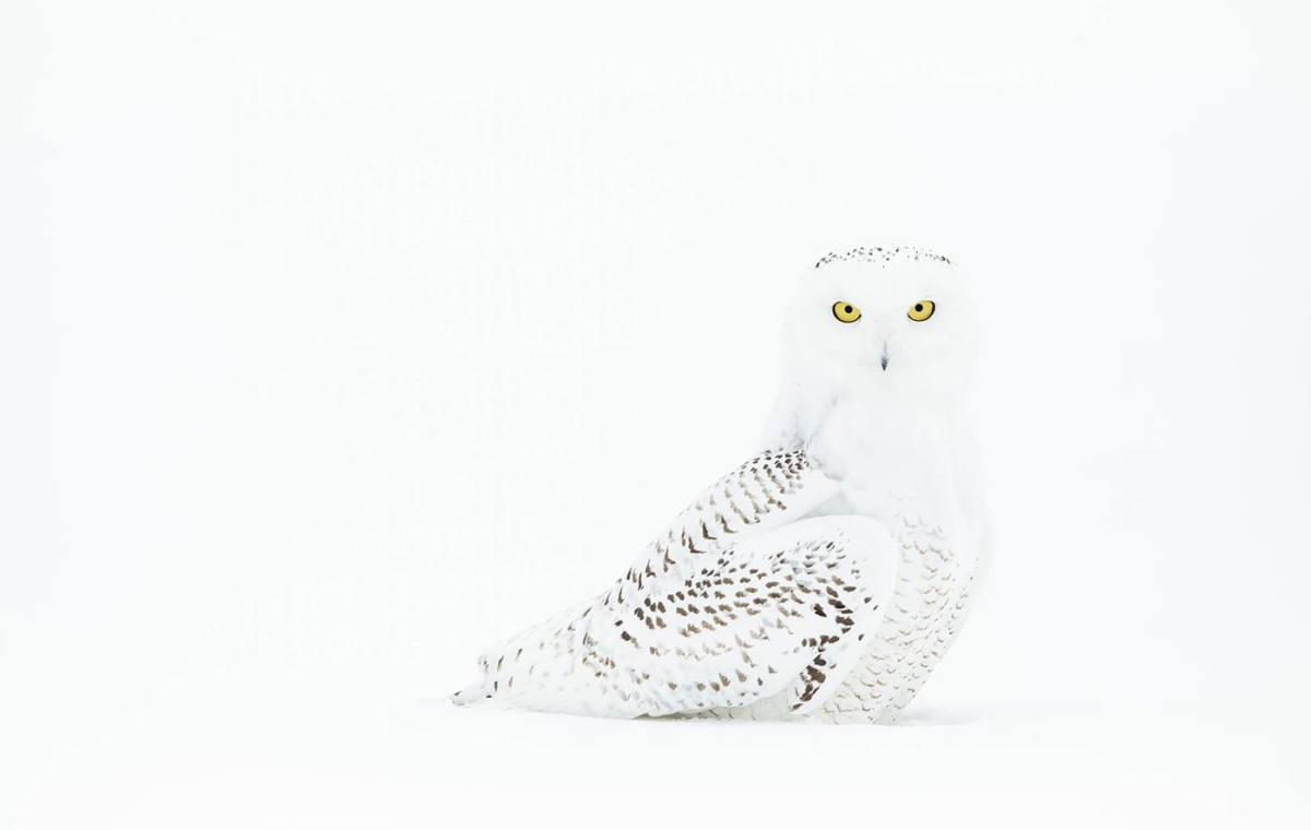 benjaminolson-14-snowy-owl-in-snowy-field