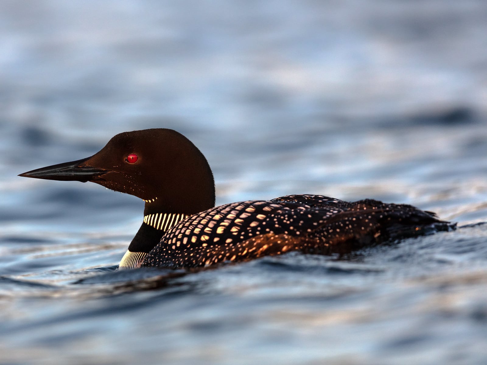 Oil spill penalties will help protect Minnesota loons by promoting
