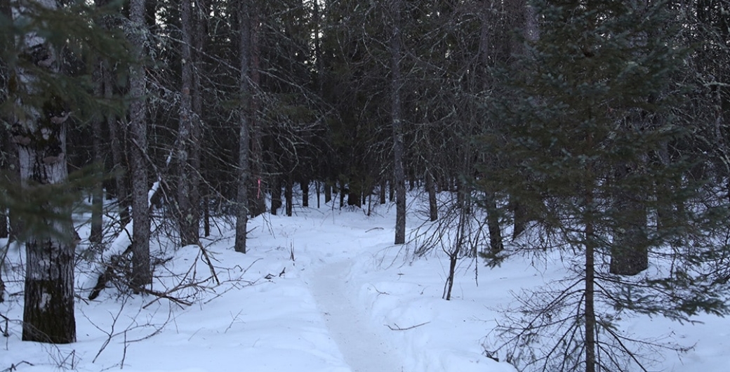 Winterberry Bog snowtrodden trail