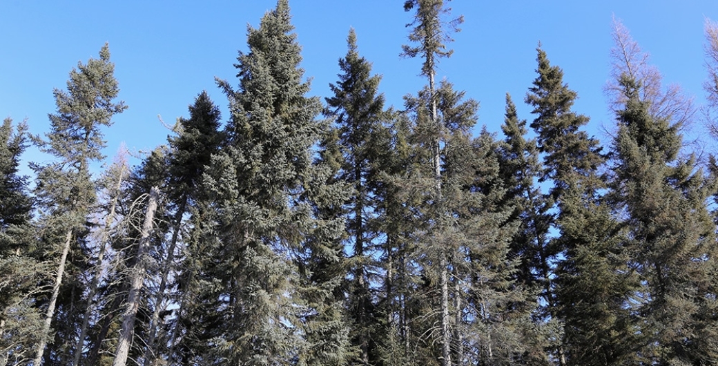 blackspruce towering